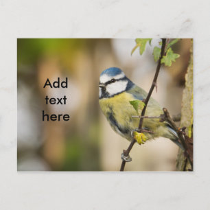 Carte Postale Blue tit.