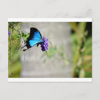 CARTE POSTALE BLUE ULYSSES BUTTERFLY RURAL QUEENSLAND AUSTRALIE