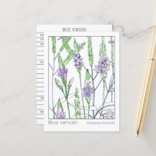 Carte Postale Blue Vervain Materia Medica Herbal Study Card