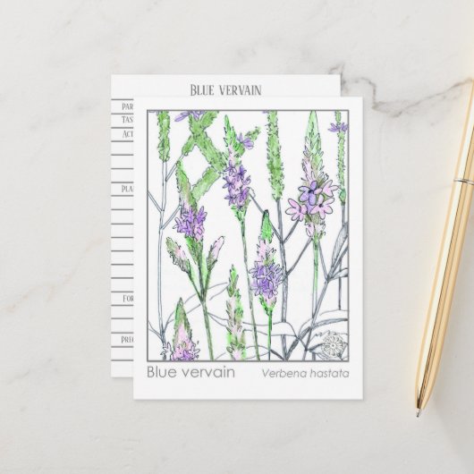 Carte Postale Blue Vervain Materia Medica Herbal Study Card (Devant/Arrière en situation)