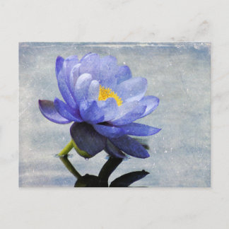 Carte postale Blue Water Lily