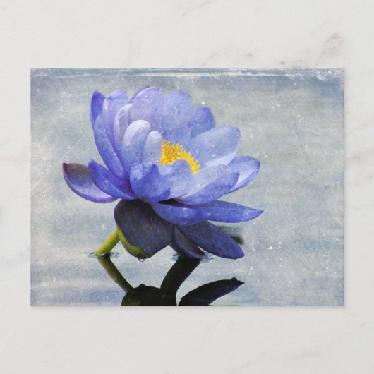 Carte postale Blue Water Lily (Devant)
