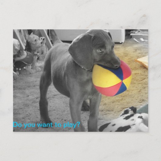 Carte Postale Blue Weimaraner Puppy playing (Devant)