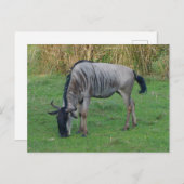 Carte postale Blue Wildebeest #1 (Devant / Derrière)