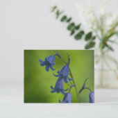 Carte postale Bluebell (Debout devant)