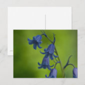 Carte postale Bluebell (Devant / Derrière)