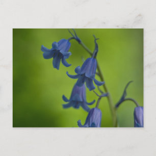 Carte postale Bluebell