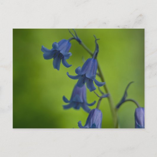 Carte postale Bluebell (Devant)