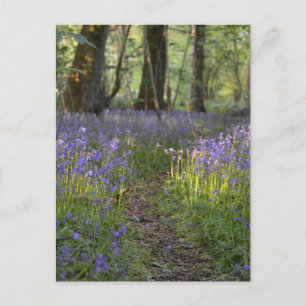Carte postale Bluebell Path