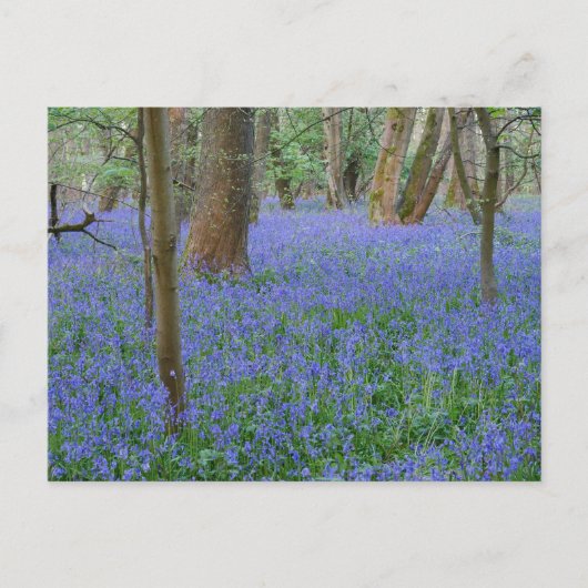 Carte postale Bluebell Wood (Devant)