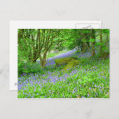 Carte Postale Bluebell Woods (Devant / Derrière)
