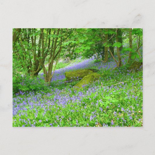 Carte Postale Bluebell Woods (Devant)