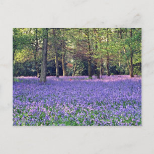 Carte Postale Bluebell Woods, fleurs d'Angleterre