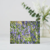 Carte Postale Bluebells (Debout devant)