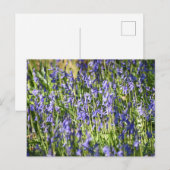Carte Postale Bluebells (Devant / Derrière)