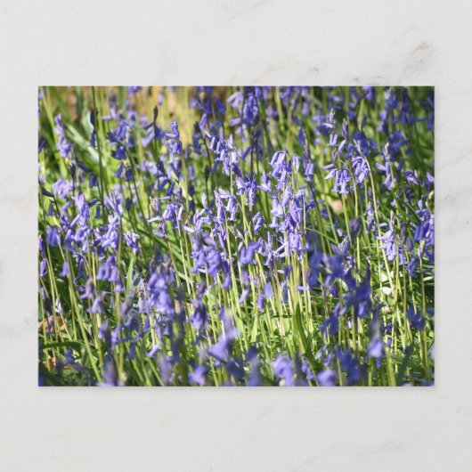 Carte Postale Bluebells (Devant)