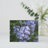 Carte Postale Bluebells (Debout devant)