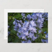 Carte Postale Bluebells (Devant / Derrière)