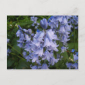 Carte Postale Bluebells (Devant)