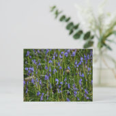 Carte Postale Bluebells (Debout devant)