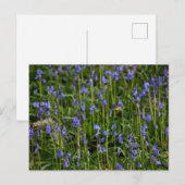 Carte Postale Bluebells (Devant / Derrière)