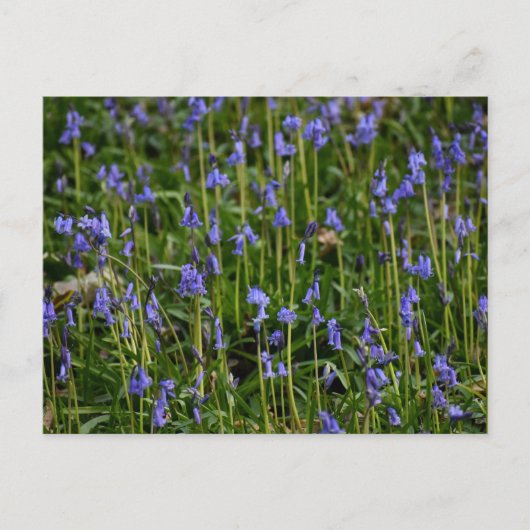 Carte Postale Bluebells (Devant)