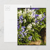 Carte Postale Bluebells (Devant / Derrière)