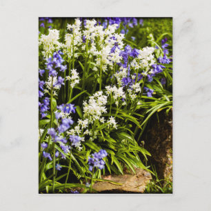 Carte Postale Bluebells