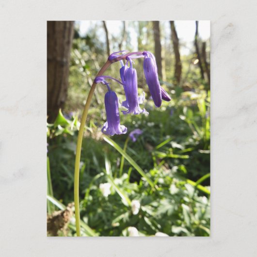 Carte postale Bluebells (Devant)