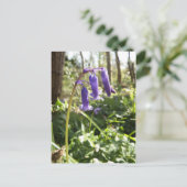 Carte postale Bluebells (Debout devant)