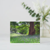 Carte Postale Bluebells anglais (Debout devant)