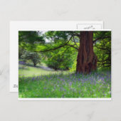 Carte Postale Bluebells anglais (Devant / Derrière)
