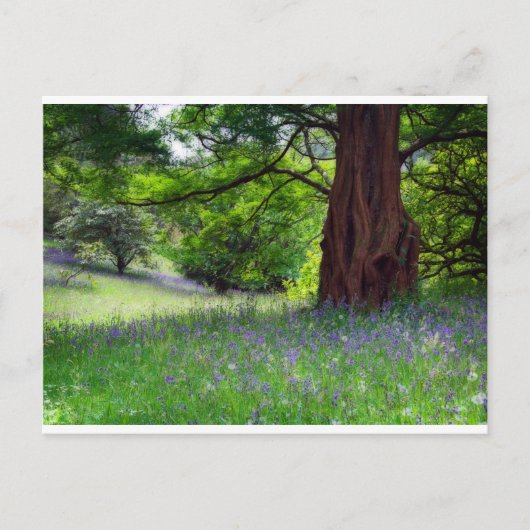 Carte Postale Bluebells anglais (Devant)