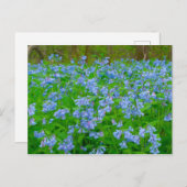 Carte Postale Bluebells, Three Creeks Metropark, Columbus, Ohio (Devant / Derrière)