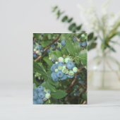 Carte Postale Blueberries d'Indiana (Debout devant)