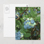 Carte Postale Blueberries d'Indiana (Devant / Derrière)