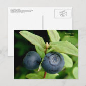 Carte Postale Blueberries, île de l'Unalaska (Devant / Derrière)