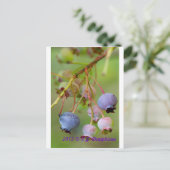 Carte Postale Blueberries près (Debout devant)