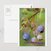 Carte Postale Blueberries près (Devant / Derrière)