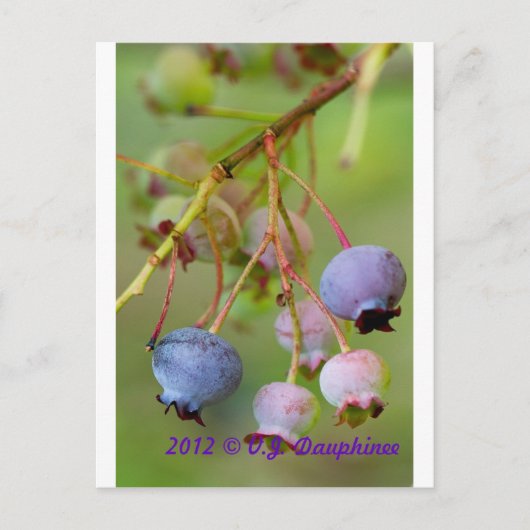Carte Postale Blueberries près (Devant)