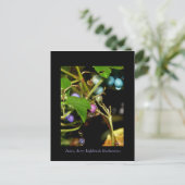 Carte Postale Blueberries sauvages (Debout devant)