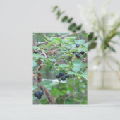 Carte Postale Blueberries sauvages (Debout devant)