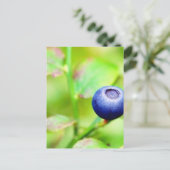 Carte Postale Blueberry (Debout devant)
