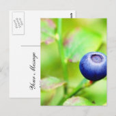 Carte Postale Blueberry (Devant / Derrière)