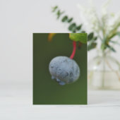 Carte postale Blueberry (Debout devant)