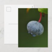 Carte postale Blueberry (Devant / Derrière)