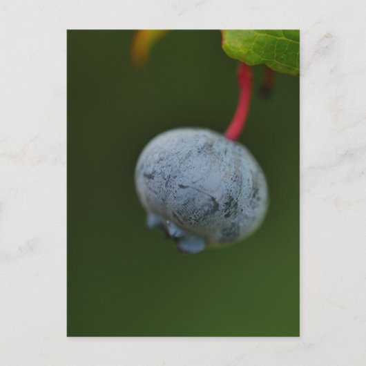 Carte postale Blueberry (Devant)