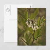 Carte Postale Blueberry 585 (Devant / Derrière)