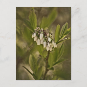 Carte Postale Blueberry 585