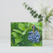 Carte Postale Blueberry Crop (Debout devant)